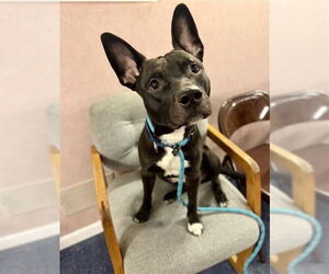 Mutt Dogs for adoption in Gloversville, NY, USA