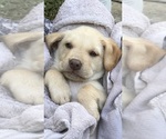 Small Photo #2 Labrador Retriever Puppy For Sale in GULFPORT, FL, USA