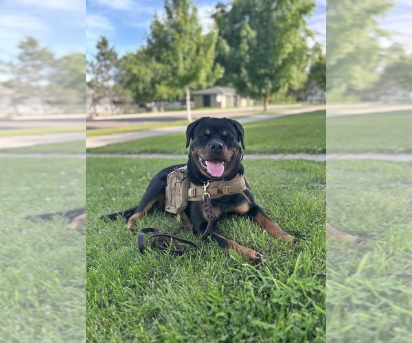 Medium Photo #1 Rottweiler Puppy For Sale in HOUSTON, AR, USA