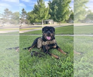 Mother of the Rottweiler puppies born on 03/05/2026