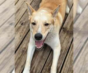 Gator - Male Samoyed-Siberian Husky Mix Dog for Adoption - Photo #2
