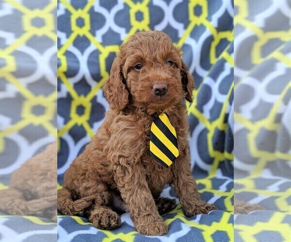 Medium Photo #3 Goldendoodle-Poodle (Miniature) Mix Puppy For Sale in LANCASTER, PA, USA