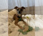 Small #7 Chiweenie