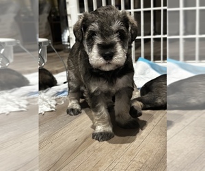Schnauzer (Miniature) Puppy for sale in AUSTIN, TX, USA