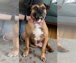 Small #1 Anatolian Shepherd-Boxer Mix