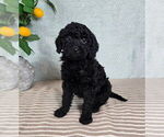Small #3 Goldendoodle (Miniature)