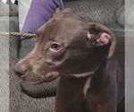 Small #4 Labrador Retriever Mix