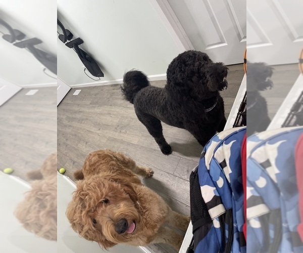 Medium Photo #1 Goldendoodle Puppy For Sale in MORLEY, MI, USA