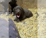 Small Photo #3 Labrador Retriever Puppy For Sale in MORRILL, KS, USA