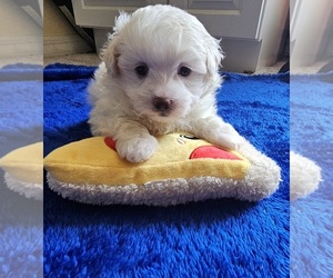 Maltipoo Puppy for sale in PALM COAST, FL, USA