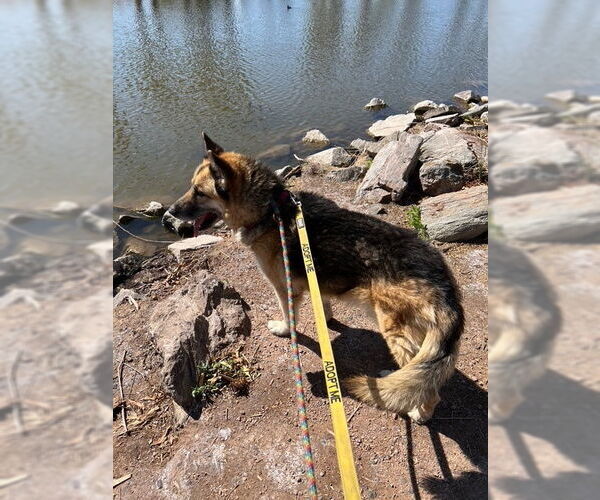 Medium Photo #3 German Shepherd Dog Puppy For Sale in phoenix, AZ, USA