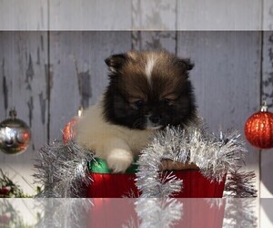 Pomeranian Puppy for sale in FREDERICKSBG, OH, USA