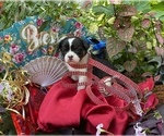 Small Photo #24 Bullhuahua-Chihuahua Mix Puppy For Sale in RAWSONVILLE, MI, USA