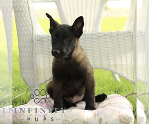 Belgian Malinois Puppy for sale in RONKS, PA, USA