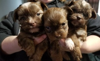 Shorkie Tzu Puppy for sale in IMPERIAL, MO, USA
