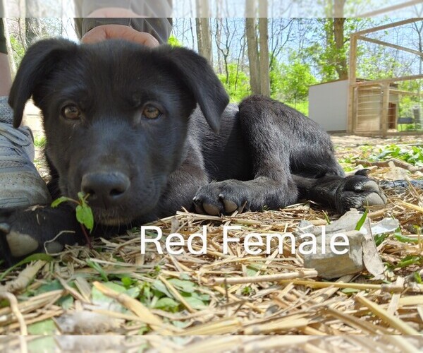 Medium Photo #5 Wolf Hybrid Puppy For Sale in BUNKER HILL, WV, USA