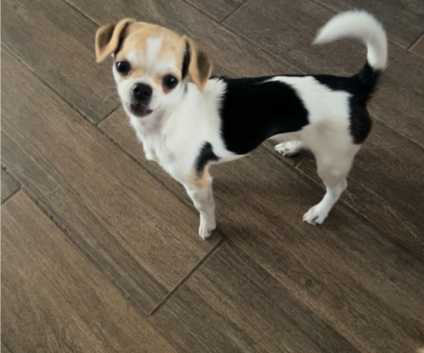 Medium Photo #1 Chihuahua Puppy For Sale in HUBERT, NC, USA