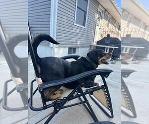 Dixby Daxby (TX) - Male Rottweiler-Unknown Mix Dog for Adoption - Photo #6
