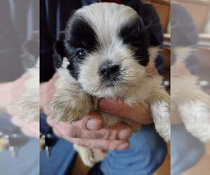 Shih Tzu Puppy for sale in HOBART, IN, USA