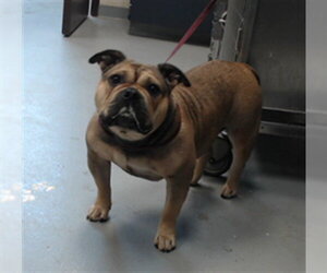 Staffordshire Bull Terrier Dogs for adoption in Fayetteville, NC, USA