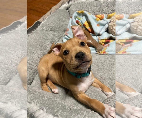Medium Photo #4 Mutt Puppy For Sale in Derwood, MD, USA