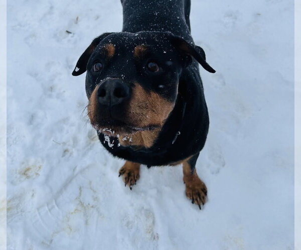 Medium Photo #7 Rottweiler-Unknown Mix Puppy For Sale in Princeton, MN, USA