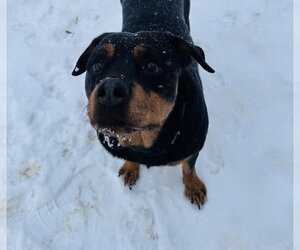 Queenie - Female Rottweiler-Unknown Mix Dog for Adoption - Photo #7