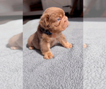 Image preview for Ad Listing. Nickname: Litter of 4