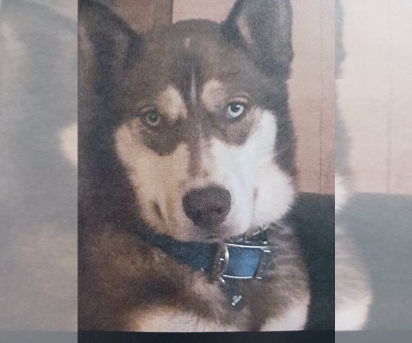 Medium Photo #1 Siberian Husky Puppy For Sale in PORTLAND, OR, USA