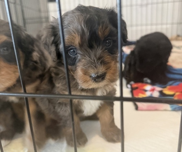 Medium Photo #17 Aussie-Poo-Bernedoodle Mix Puppy For Sale in LEXINGTON, SC, USA