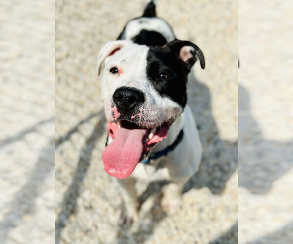 Medium Photo #2 American Pit Bull Terrier-Bulldog Mix Puppy For Sale in Manahawkin, NJ, USA