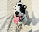 Small #1 American Pit Bull Terrier-Bulldog Mix