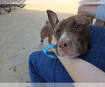 Small #5 American Pit Bull Terrier Mix