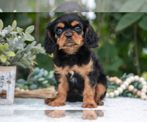 Medium Cavalier King Charles Spaniel