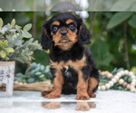 Puppy Fritz Cavalier King Charles Spaniel