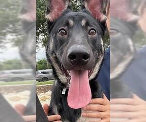 German Shepherd Dog-Unknown Mix Dogs for adoption in San Antonio, TX, USA