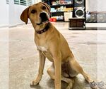 Small #4 Labrador Retriever-Retriever  Mix
