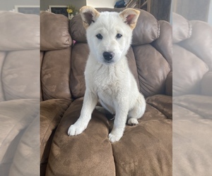 Shiba Inu Puppy for sale in MONETT, MO, USA