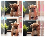 Small Photo #7 American Bully Puppy For Sale in ROCKFORD, IL, USA