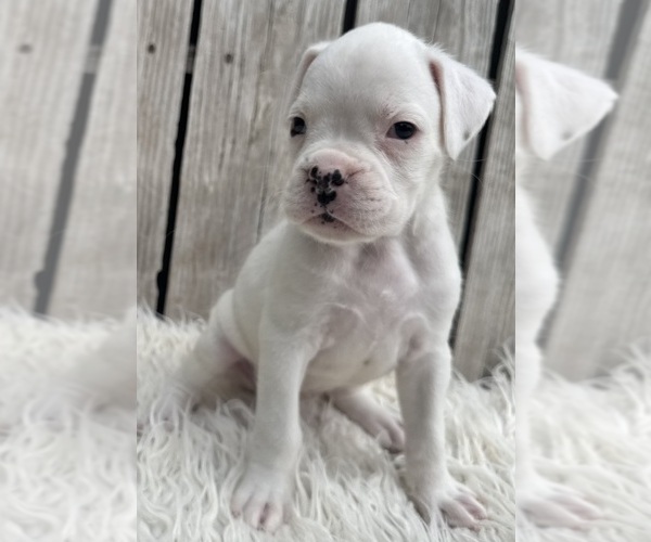 Medium Photo #6 Boxer Puppy For Sale in PAWNEE CITY, NE, USA
