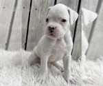 Small #5 Boxer