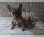 Small Photo #6 French Bulldog Puppy For Sale in GULLIVER, MI, USA