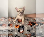 Small #1 French Bulldog