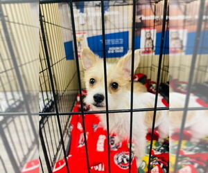 Shih Tzu-Unknown Mix Dogs for adoption in Minneapolis, MN, USA