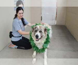 Great Pyrenees-Unknown Mix Dogs for adoption in McKinney, TX, USA