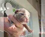 Puppy Teddy Boston Terrier