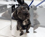 Small #1 Mutt