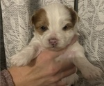 Puppy Puppy 2 Morkie