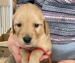 Puppy Millie Golden Retriever