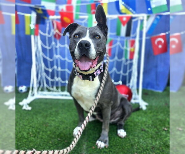Medium Photo #2 Mutt Puppy For Sale in Long Beach, CA, USA